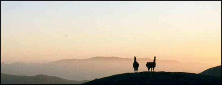 2 llamas on a mountain